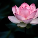 sweetsongearthquake avatar