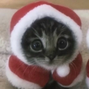 sweetspecterz avatar