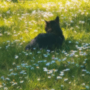 sweetsummerstarling avatar