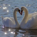 sweetswannylawson avatar