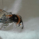 sweetteamadness avatar