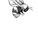 sweettragedyyy avatar