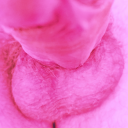 sweettrannylover avatar