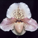 sweetvelvetdark avatar