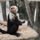 sweetvengance avatar