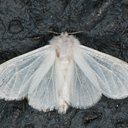 sweetwatersirens avatar