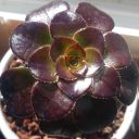 swept-under-the-rug avatar