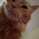 swifting-swifts avatar