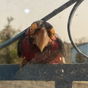 swiftlypassing avatar