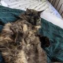 swifty-swift-swifty avatar