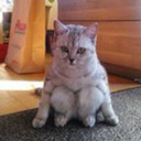 swimmerperson03 avatar