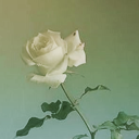 swimmingelectron avatar