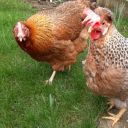 swimmingtimetravelmilkshake avatar