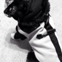 swimmingwithsquirtle avatar