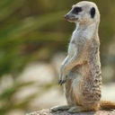 swims-with-meerkats avatar