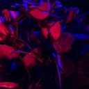 swinging-vibes avatar