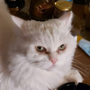 swinginpandafanmug avatar