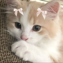 switchhearttt avatar