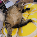 swoonami-warning avatar