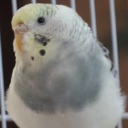 swoopthebudgie avatar