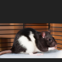 sword-and-quill23 avatar