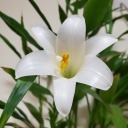 swordfightbystarlight avatar