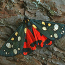 swordsandmoths avatar