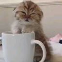 swordsgoclang avatar