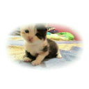 syanlimbong-blog avatar