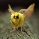 sycamorespotter avatar