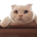 sycoraxlaugh-blog avatar