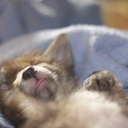 sydneyfoxtails-blog avatar