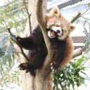 sydneyredpanda avatar