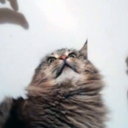 syllables-i-cannot-speak avatar