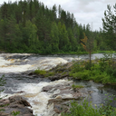 sylvatica-pendula avatar