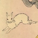 sylvilagus-nuttallii avatar