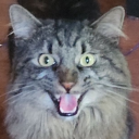 sylvite-sylvite avatar