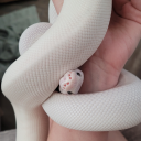 symbiotic-reptiles avatar