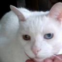 sympathyforthedragon-blog avatar