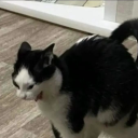 symphonic-heart avatar