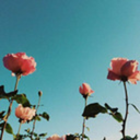 symphonyofsea avatar