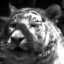 syncopesyncope avatar