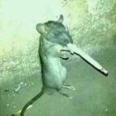 synonym-with-the-lesser avatar