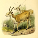 syntax-forest avatar