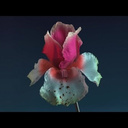 synthesizedyouth-blog avatar