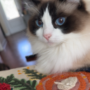 syraxsbigfanfr avatar