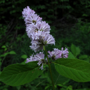 syringavillosa avatar