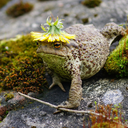 syrnium-varium avatar