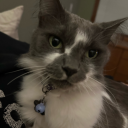 system-in-chaos avatar