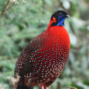 szatirtragopan avatar